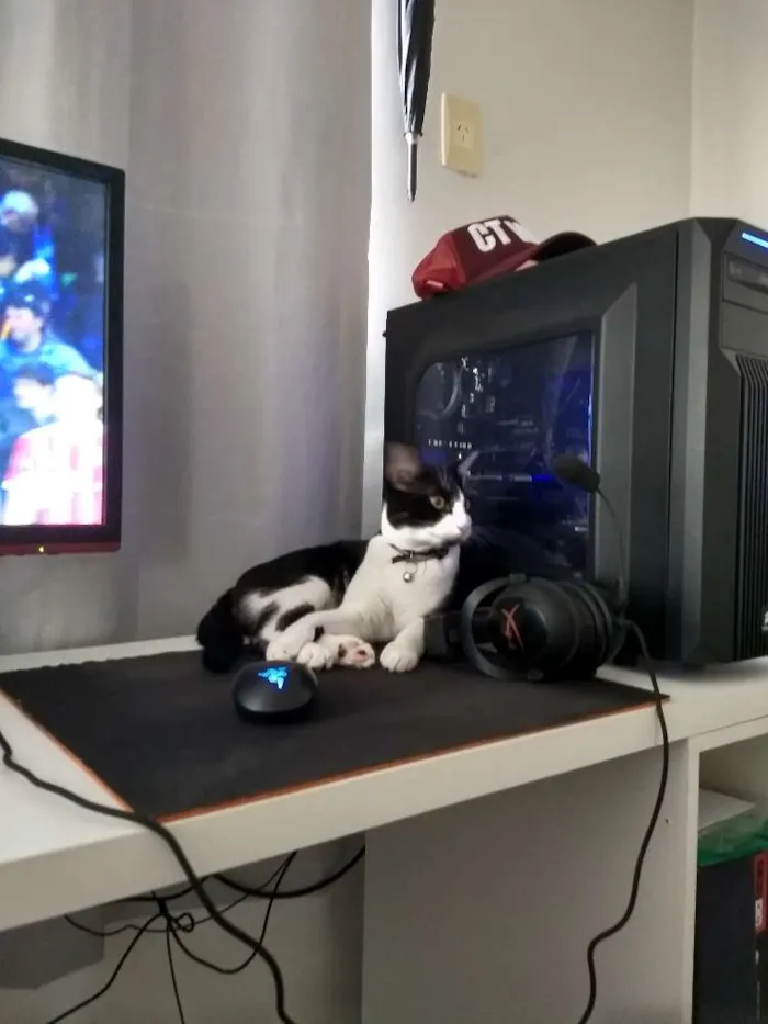 Gato raça  idade 1 ano nome Rich Froning