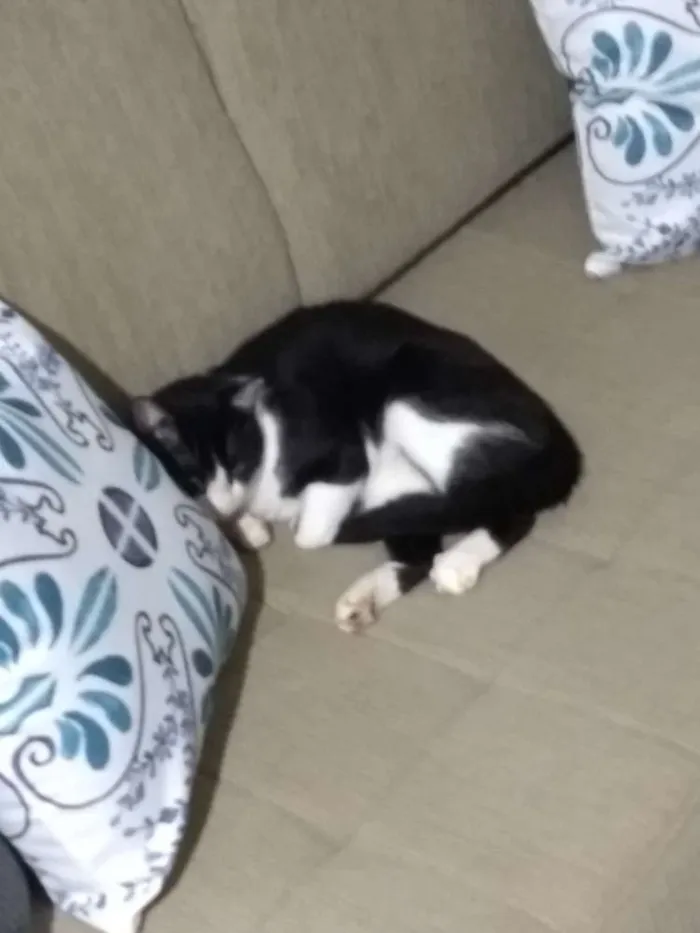Gato raça  idade 1 ano nome Rich Froning