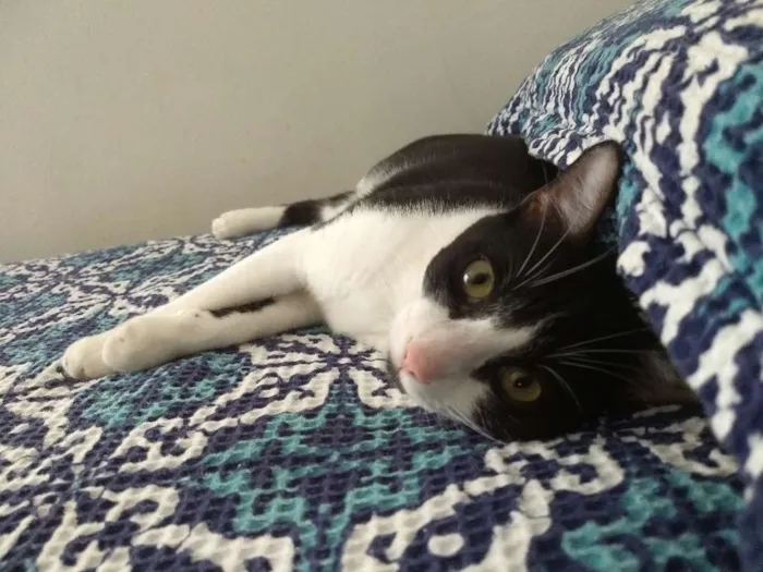 Gato raça  idade 1 ano nome Rich Froning