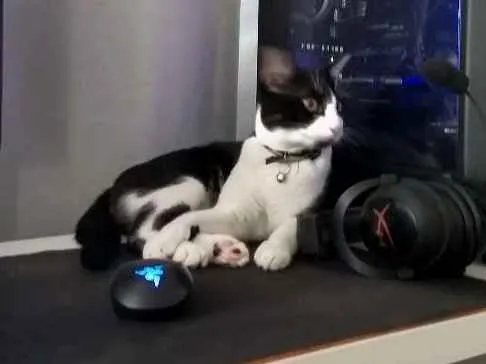 Gato raça  idade 1 ano nome Rich Froning