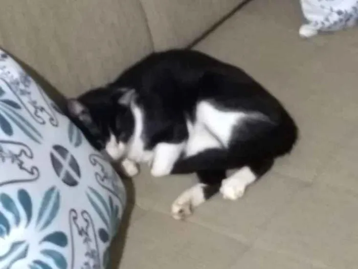 Gato raça  idade 1 ano nome Rich Froning