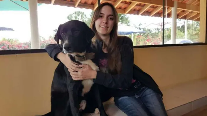 Cachorro ra a Labrador/ Vira lata idade  nome Urso