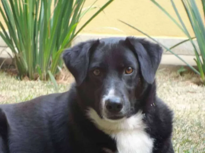 Cachorro ra a Labrador/ Vira lata idade  nome Urso