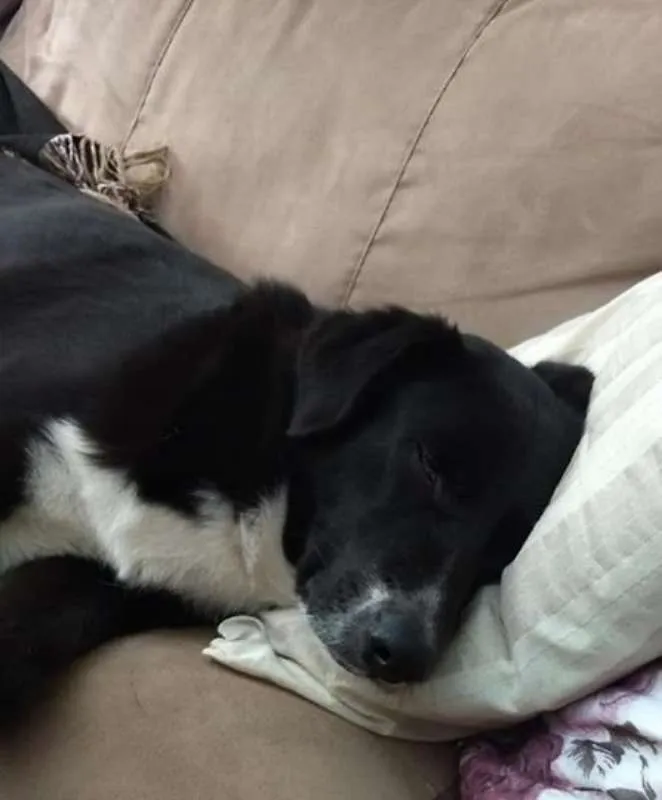 Cachorro ra a Labrador/ Vira lata idade  nome Urso