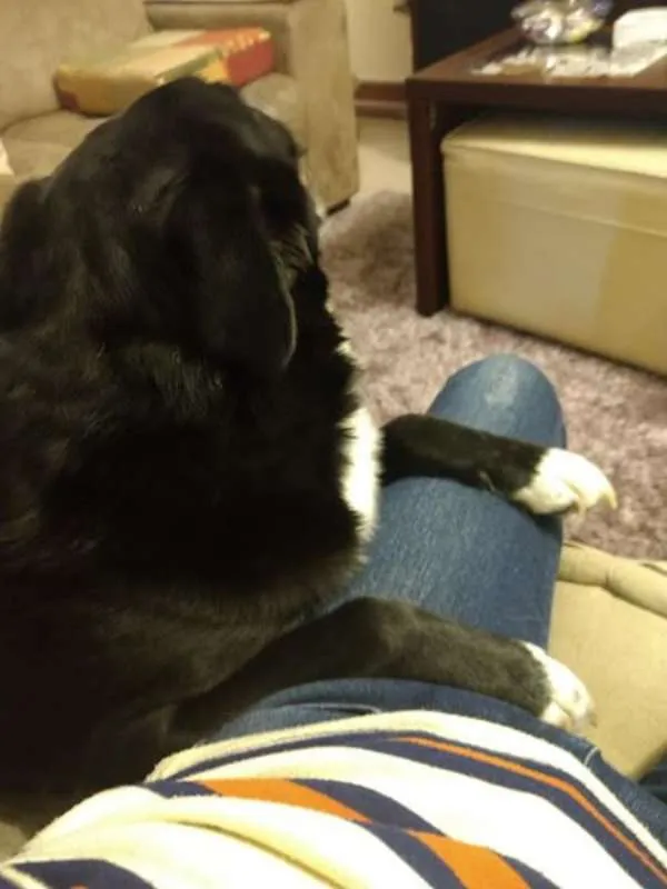 Cachorro ra a Labrador/ Vira lata idade  nome Urso