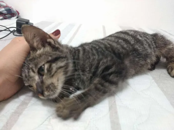 Gato raça Indefinida idade 2 a 6 meses nome Sem nome