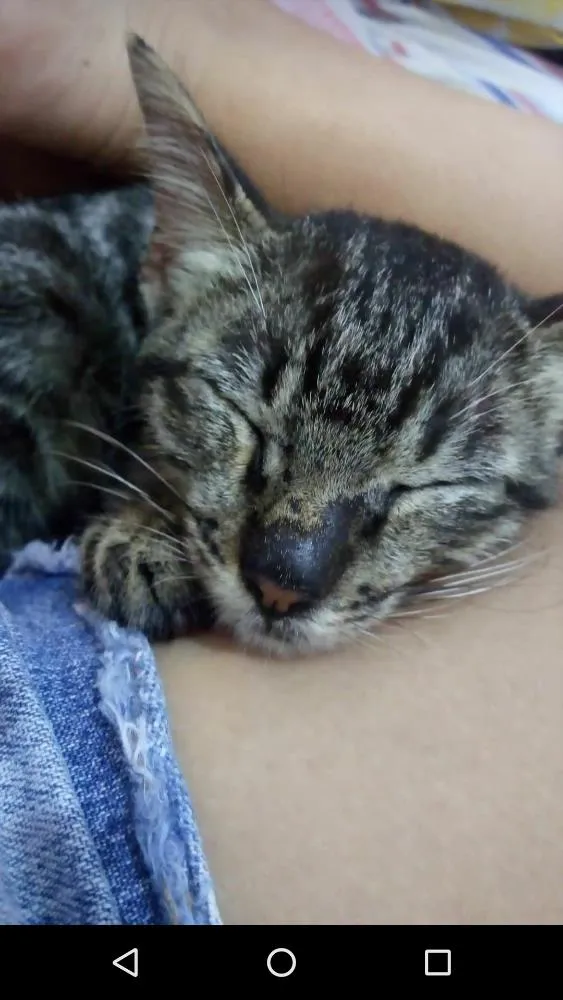 Gato raça Indefinida idade 2 a 6 meses nome Sem nome
