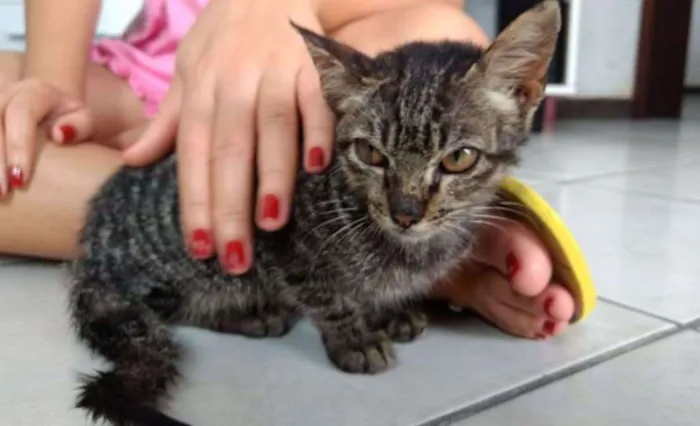Gato raça Indefinida idade 2 a 6 meses nome Sem nome