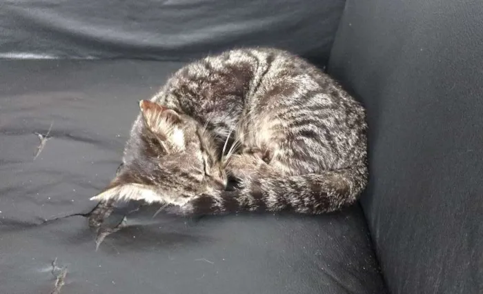 Gato raça Indefinida idade 2 a 6 meses nome Sem nome