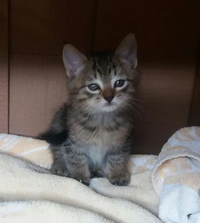 Gato ra a  idade 2 a 6 meses nome Sem nome