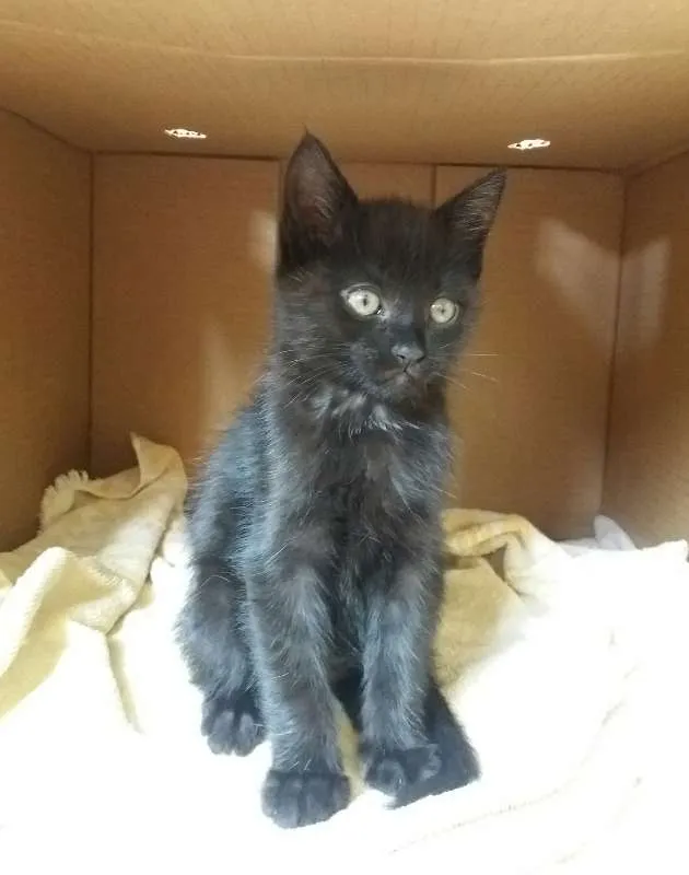 Gato ra a  idade 2 a 6 meses nome Sem nome