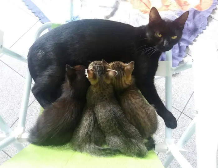 Gato ra a  idade 2 a 6 meses nome Sem nome