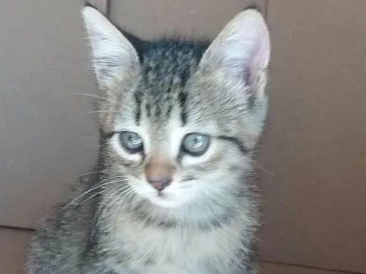 Gato ra a  idade 2 a 6 meses nome Sem nome