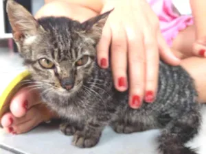 Gato raça Indefinida idade 2 a 6 meses nome Sem nome