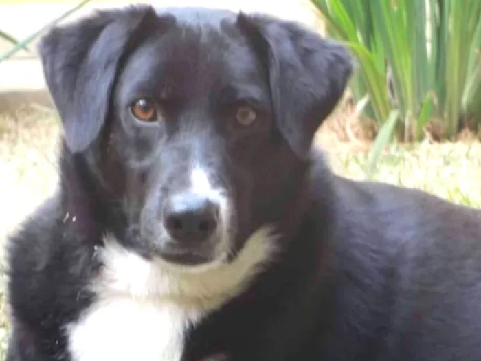 Cachorro ra a Labrador/ Vira lata idade  nome Urso