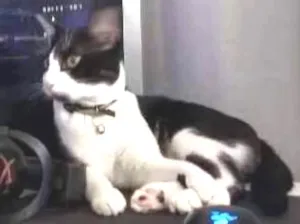 Gato raça  idade 1 ano nome Rich Froning