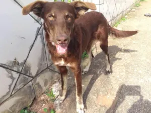 Cachorro raça RND idade 1 ano nome Choquito