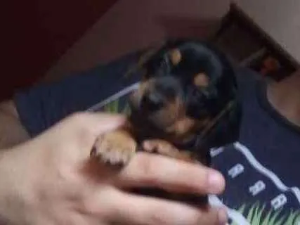 Cachorro ra a Basset com Pinscher  idade Abaixo de 2 meses nome Bud