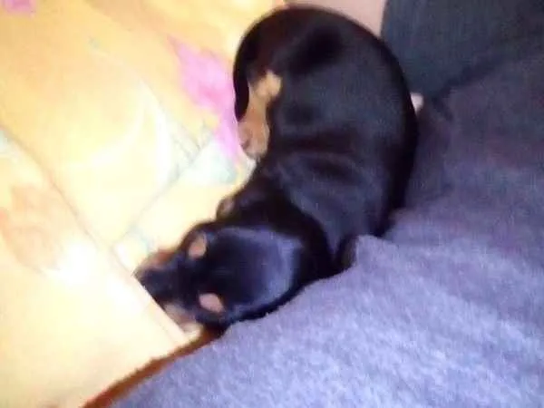 Cachorro ra a Basset com Pinscher  idade Abaixo de 2 meses nome Bud