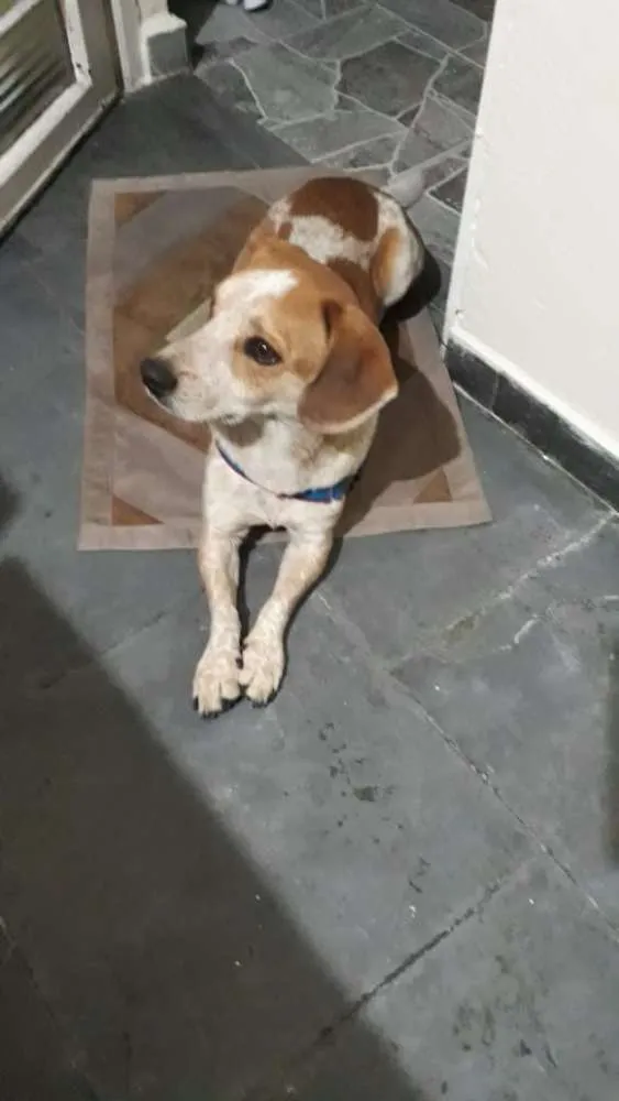 Cachorro ra a Não definido idade 4 anos nome Jymmi