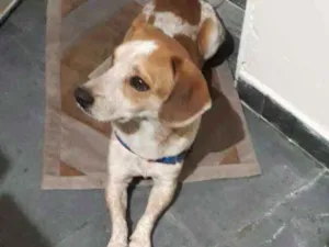 Cachorro raça Não definido idade 4 anos nome Jymmi