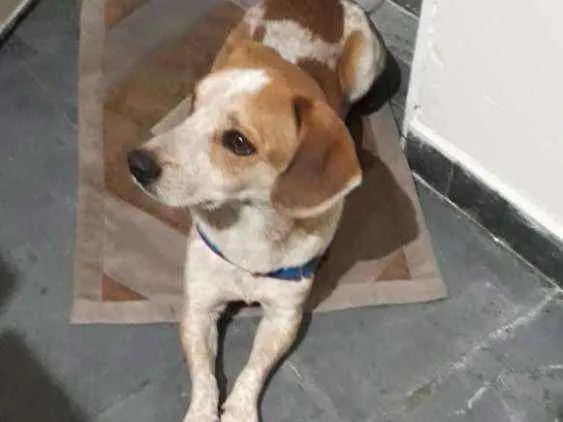 Cachorro ra a Não definido idade 4 anos nome Jymmi