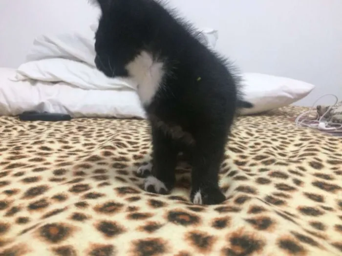 Gato raça SRD idade 2 a 6 meses nome Filhotes