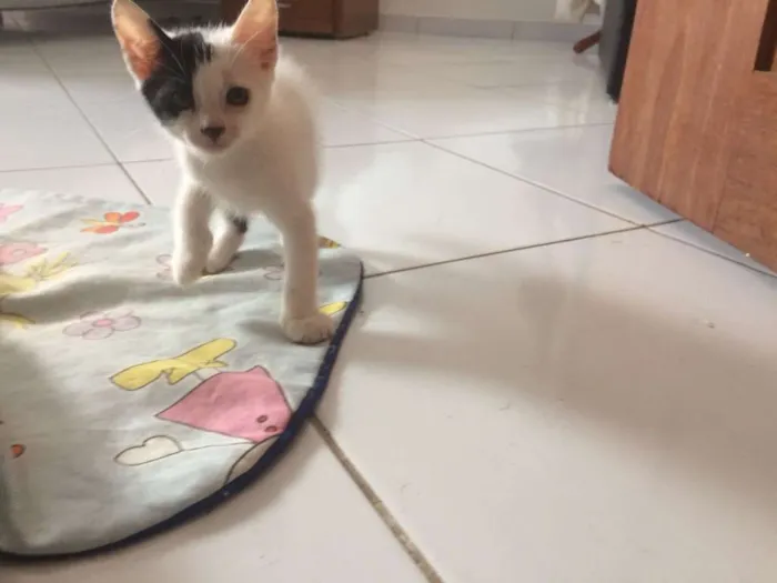 Gato raça SRD idade 2 a 6 meses nome Filhotes