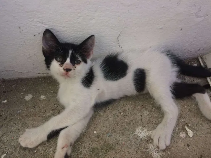 Gato raça SRD idade 2 a 6 meses nome Filhotes