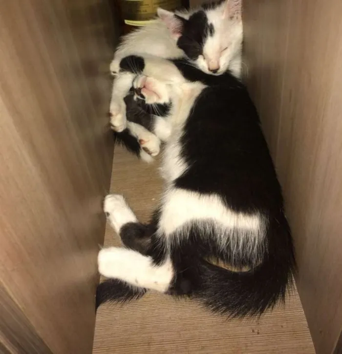 Gato raça SRD idade 2 a 6 meses nome Filhotes
