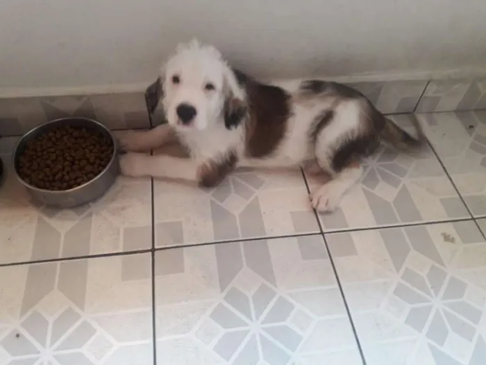 Cachorro ra a Sem raça definida idade 2 a 6 meses nome Urso