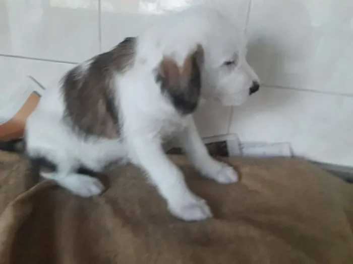 Cachorro ra a Sem raça definida idade 2 a 6 meses nome Urso