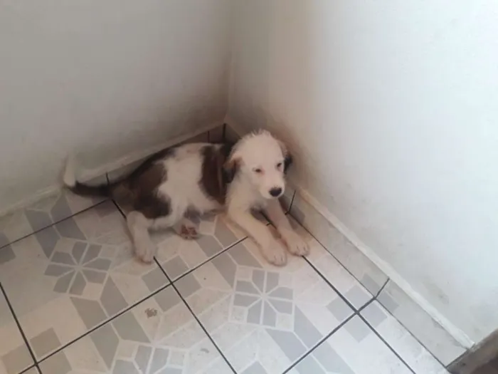 Cachorro ra a Sem raça definida idade 2 a 6 meses nome Urso