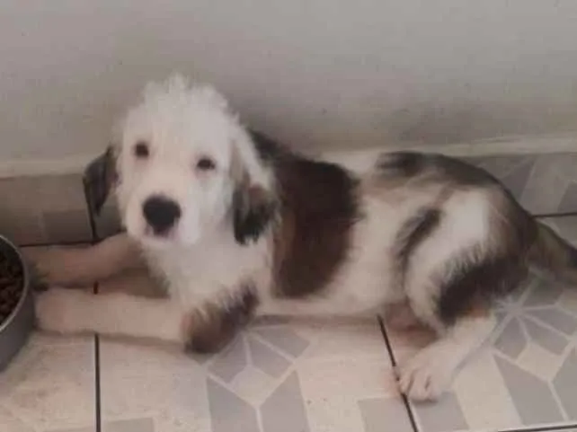 Cachorro ra a Sem raça definida idade 2 a 6 meses nome Urso