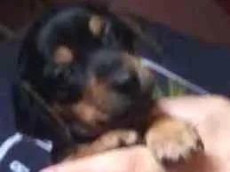 Cachorro ra a Basset com Pinscher  idade Abaixo de 2 meses nome Bud