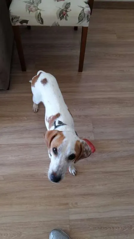 Cachorro ra a SRD idade 1 ano nome Duda