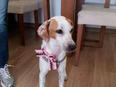 Cachorro ra a SRD idade 1 ano nome Duda