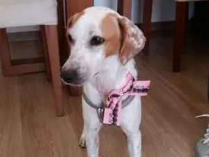 Cachorro raça SRD idade 1 ano nome Duda