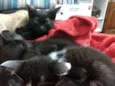 Gatinhos fofinhos