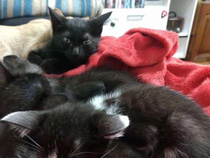Gato ra a Sem raça  idade 2 a 6 meses nome Gatinhos fofinhos