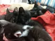 Gatinhos fofinhos