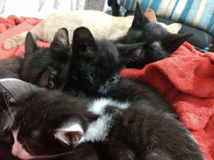 Gato ra a Sem raça  idade 2 a 6 meses nome Gatinhos fofinhos