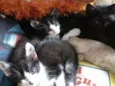 Gatinhos fofinhos