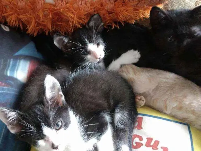 Gato ra a Sem raça  idade 2 a 6 meses nome Gatinhos fofinhos