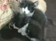 Gatinhos fofinhos