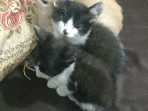 Gato ra a Sem raça  idade 2 a 6 meses nome Gatinhos fofinhos