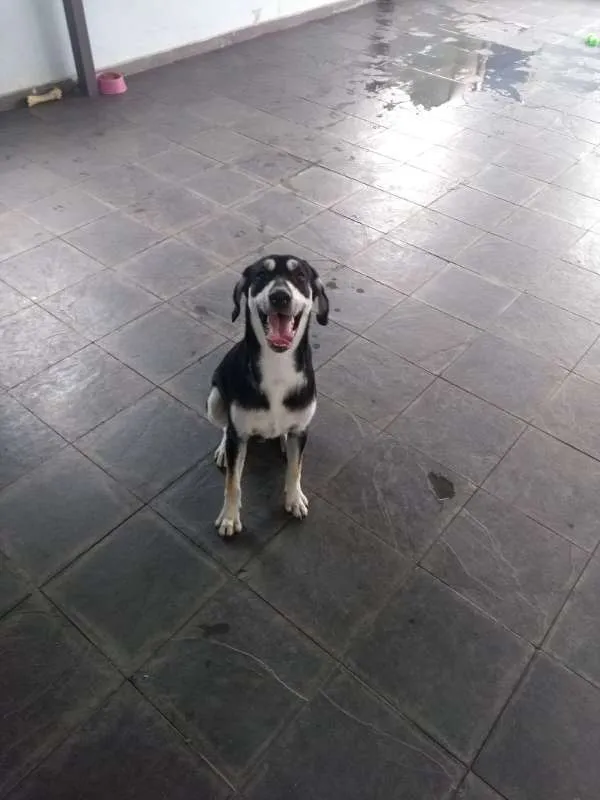 Cachorro ra a vira lata idade 7 a 11 meses nome Cock
