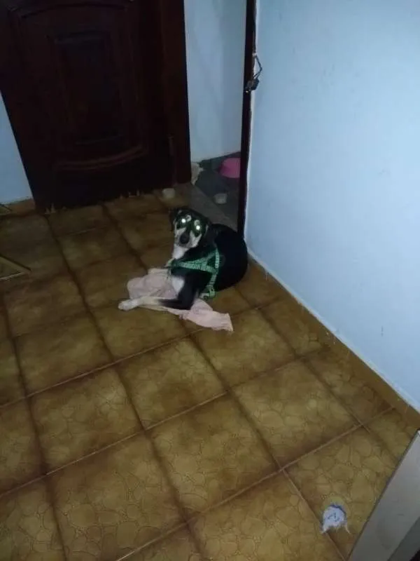 Cachorro ra a vira lata idade 7 a 11 meses nome Cock