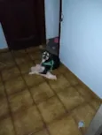 Cock