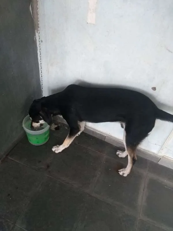 Cachorro ra a vira lata idade 7 a 11 meses nome Cock